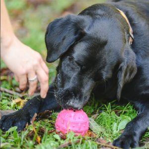 FREEDOG Teak Ball Snack Rubber Speelgoed 8cm FUCHSIA