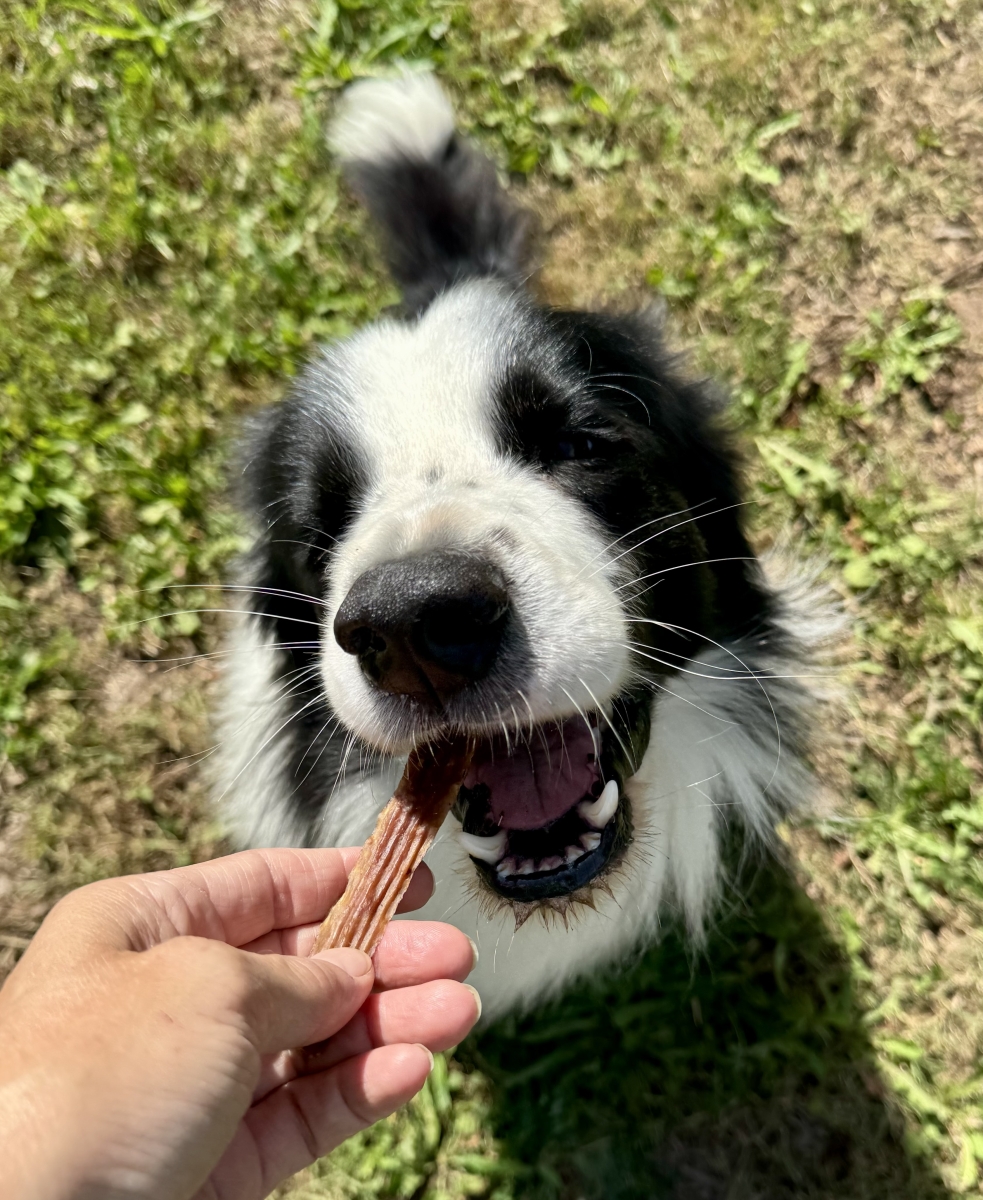 NIEUWE - UZZI´s Kalkoen met pompoen
