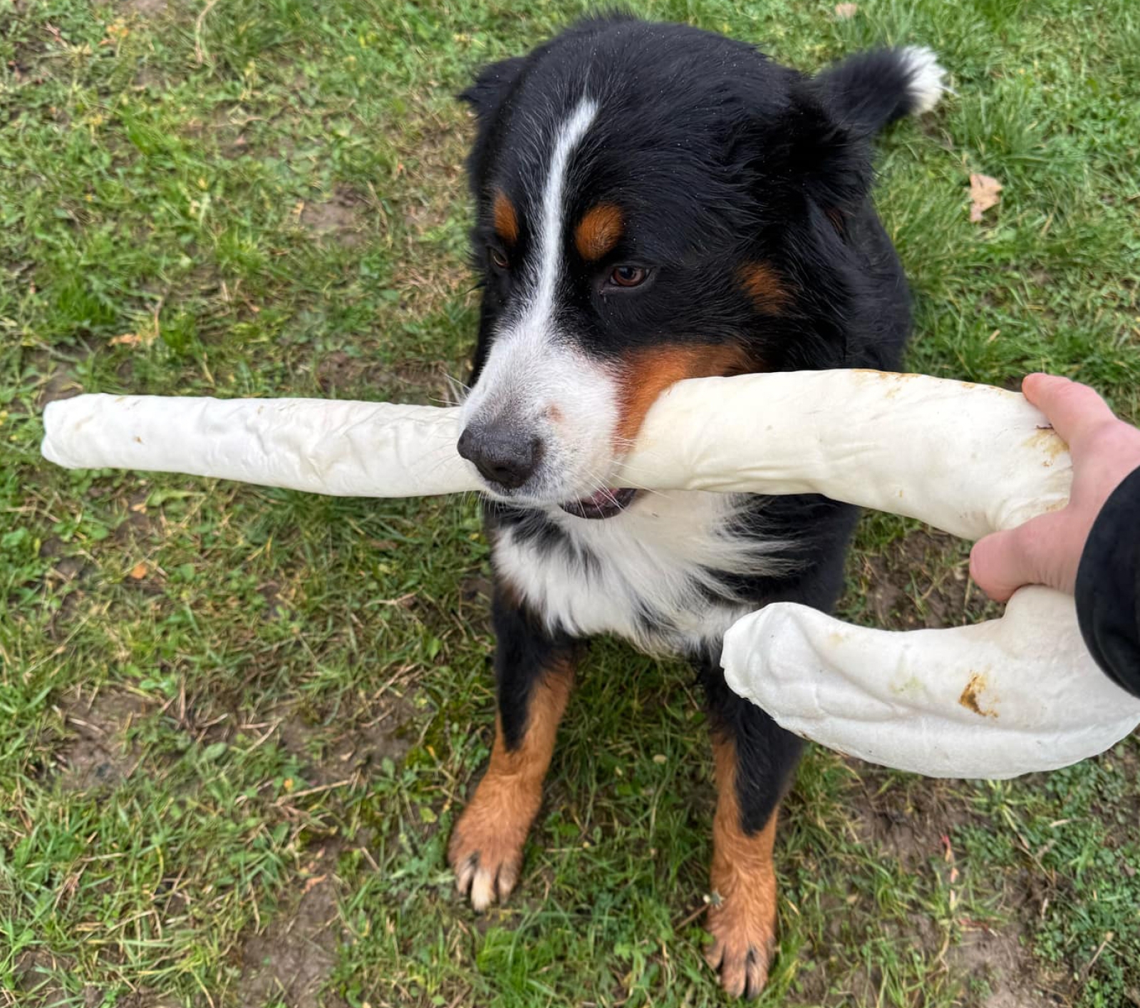 BRAVO-Xmas Candy Cane 30'' (75 cm)/ 550 g