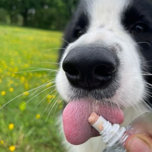 120g Yoggies paté - rund