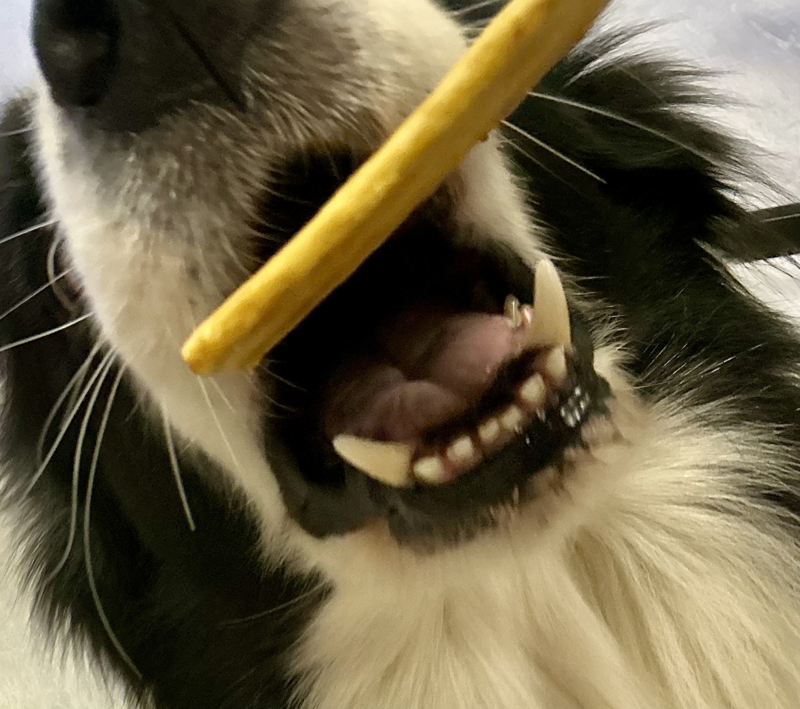 Chewllagen - Chicken chips