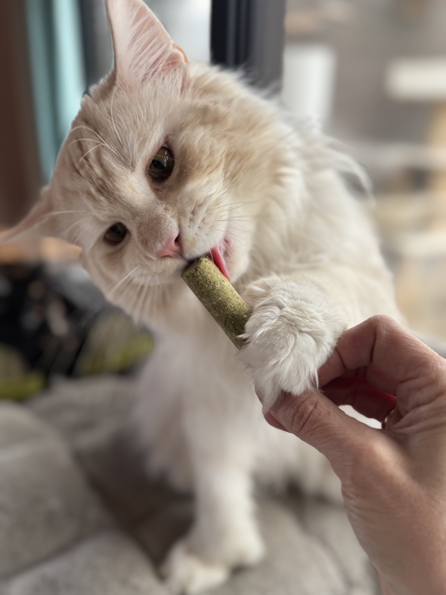 Doos met Gevriesdroogde kattenkruidsticks met kattengras 6x 30 g