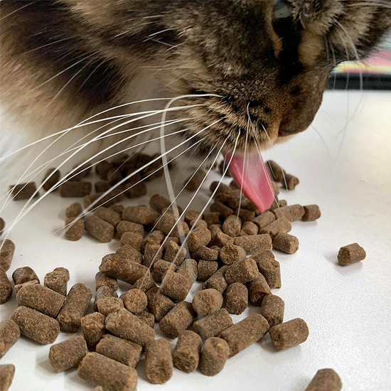 Cat Basic